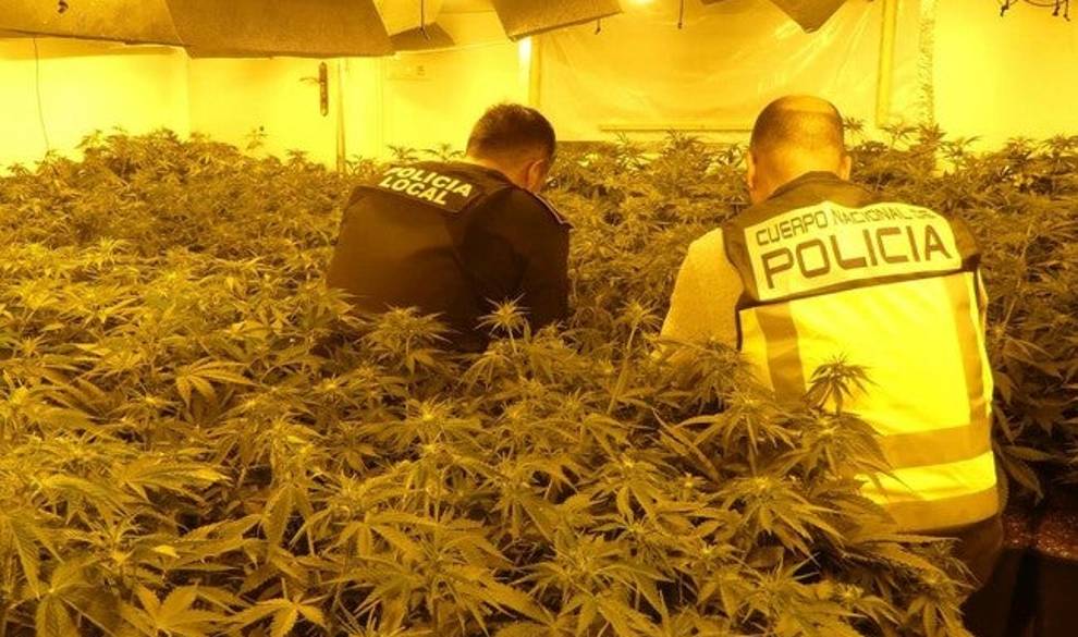 La marihuana que te fumas se cultiva en hogares arruinados por la crisis $!La marihuana que te fumas se cultiva en hogares arruinados por la crisis
