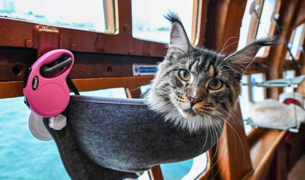 El crucero definitivo para amantes de los gatos: a bordo del ‘Meow Meow Cruise’