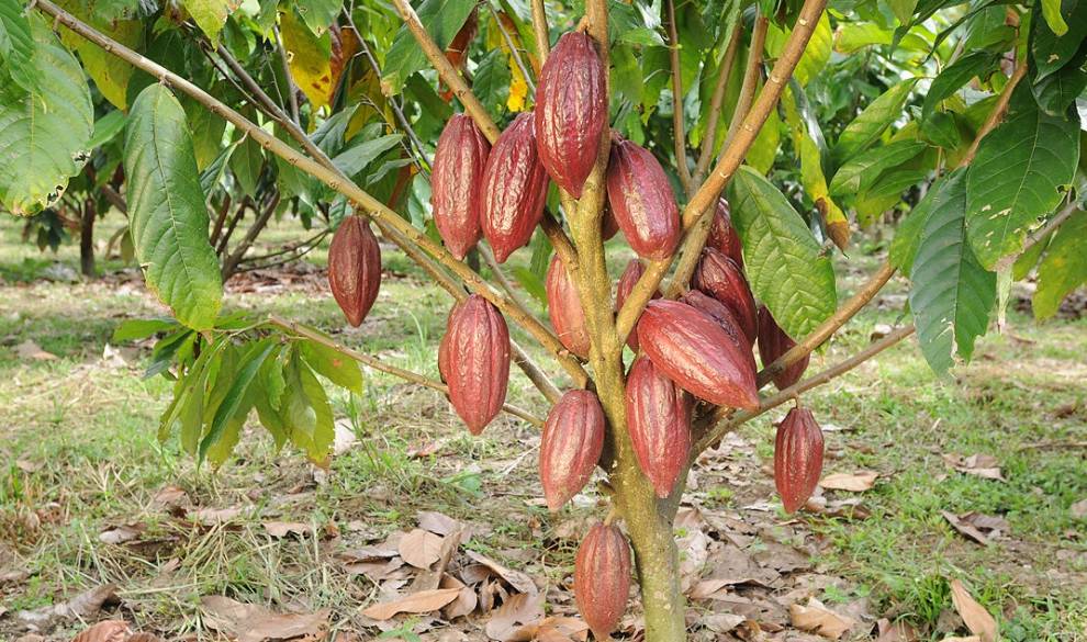 La ciencia avisa de que el chocolate se extinguirá en poco más de 30 años $!La ciencia avisa de que el chocolate se extinguirá en poco más de 30 años