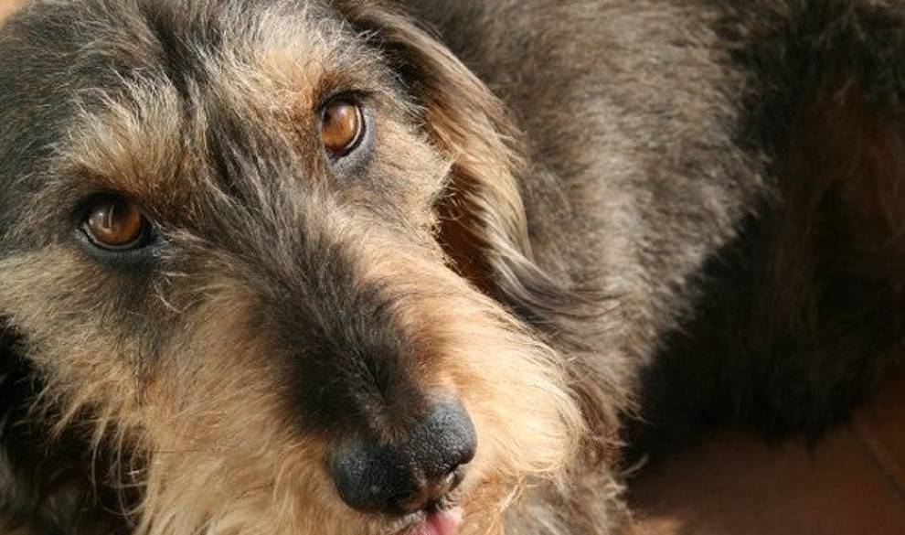 Me ha costado cinco años superar la muerte de mi perro $!Me ha costado cinco años superar la muerte de mi perro