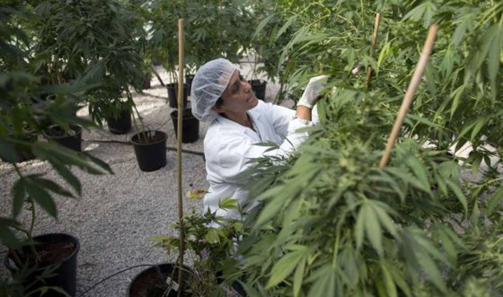 Los Beneficios Medicinales De La Marihuana $!Los Beneficios Medicinales De La Marihuana