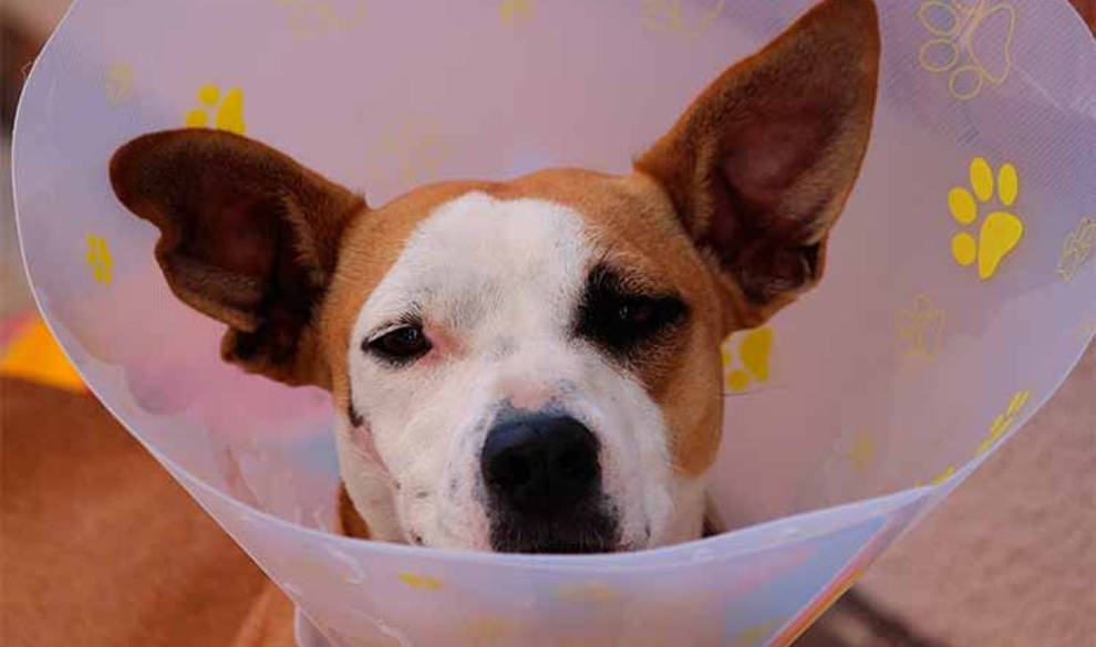 telepata-veterinario-codigo-nuevo $!telepata-veterinario-codigo-nuevo