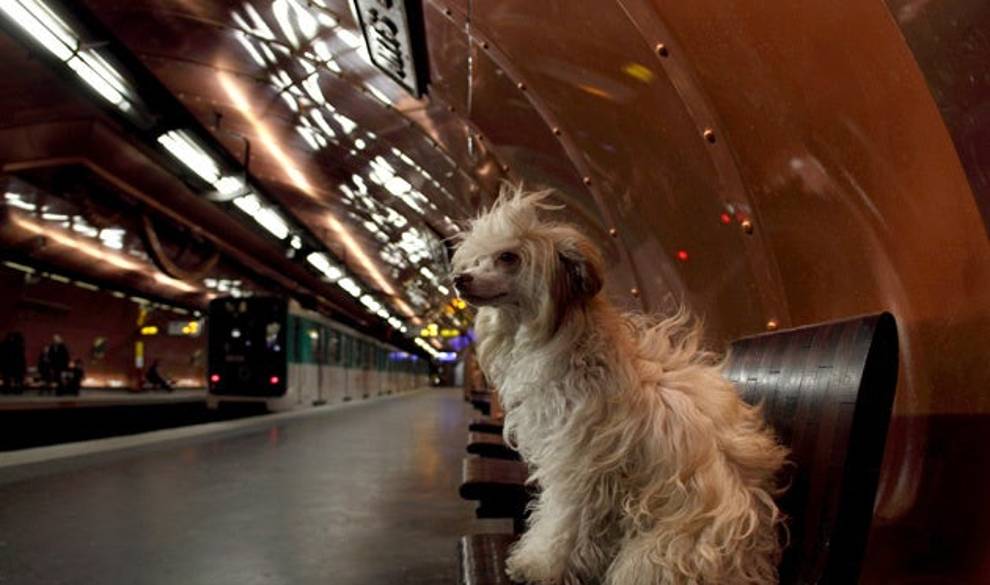 perro-metro-codigonuevo $!perro-metro-codigonuevo