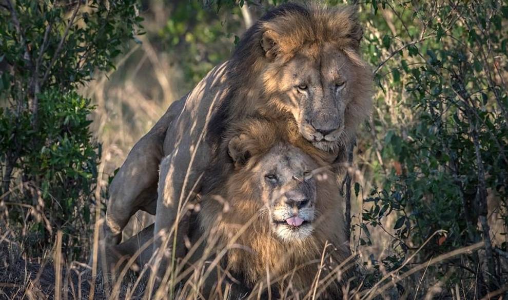 Dos leones macho apareándose rompen el tabú de la homosexualidad en animales $!Dos leones macho apareándose rompen el tabú de la homosexualidad en animales