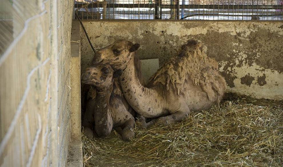 Así es por dentro el zoo más tétrico del mundo $!Así es por dentro el zoo más tétrico del mundo