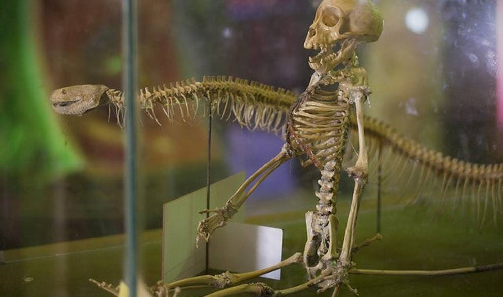 Así es por dentro el zoo más tétrico del mundo $!Así es por dentro el zoo más tétrico del mundo