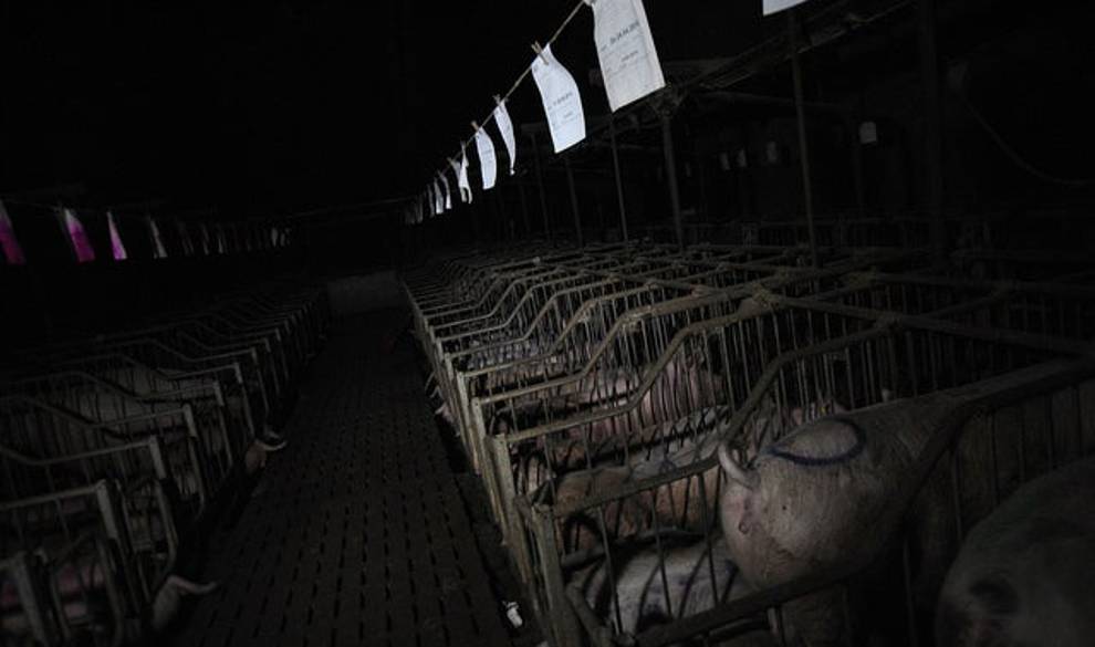 matadero-vegano-codigo-nuevo $!matadero-vegano-codigo-nuevo