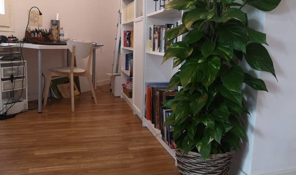 Cuidar plantas en casa me ha salvado del estrés y de la contaminación $!Cuidar plantas en casa me ha salvado del estrés y de la contaminación