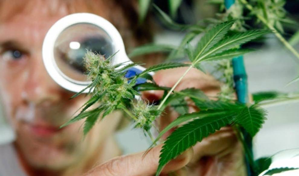 Los Beneficios Medicinales De La Marihuana $!Los Beneficios Medicinales De La Marihuana