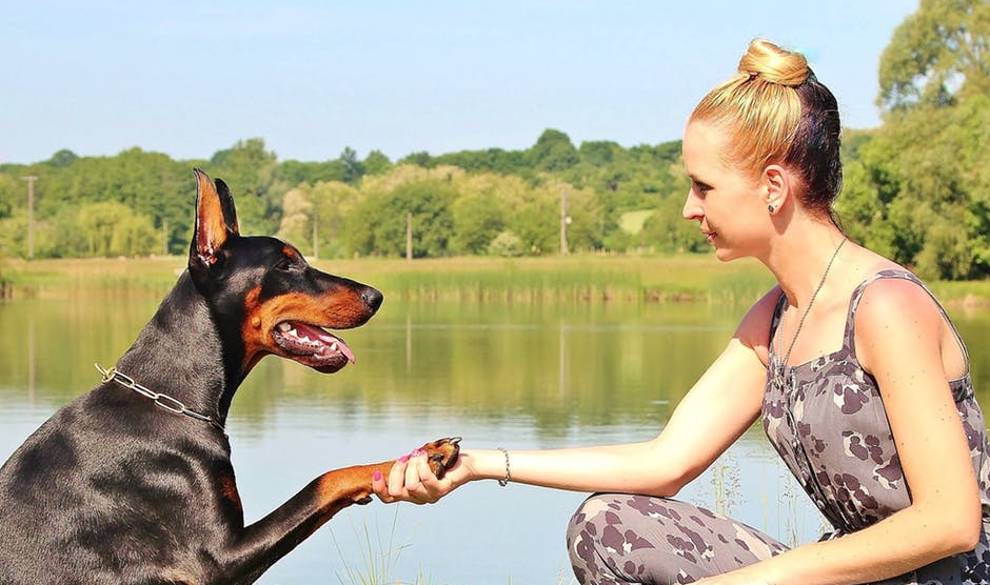 Según estos estudios, los perros se parecen a nosotros más de lo que imaginábamos $!Según estos estudios, los perros se parecen a nosotros más de lo que imaginábamos