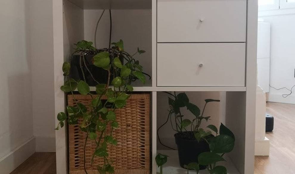 Cuidar plantas en casa me ha salvado del estrés y de la contaminación $!Cuidar plantas en casa me ha salvado del estrés y de la contaminación