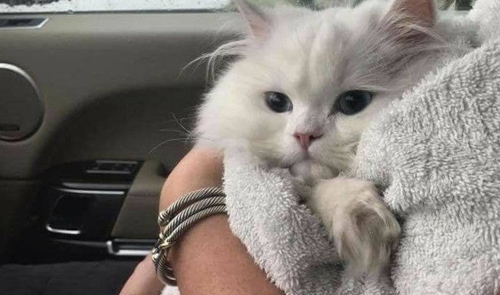 Tu mascota podría quererte solo por la comida, aunque a ti te cueste aceptarlo $!Tu mascota podría quererte solo por la comida, aunque a ti te cueste aceptarlo
