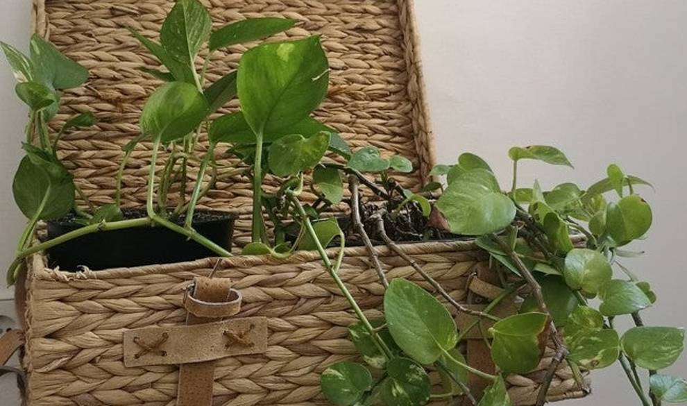 Cuidar plantas en casa me ha salvado del estrés y de la contaminación $!Cuidar plantas en casa me ha salvado del estrés y de la contaminación