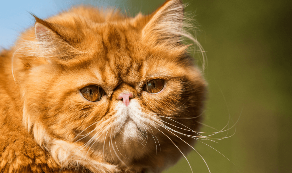 Las tres razas de gato que ni los veterinarios quieren en su casa