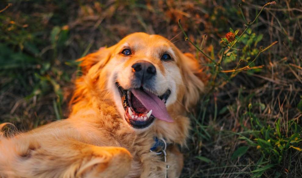 Estas son las tres razas de perro más cariñosas