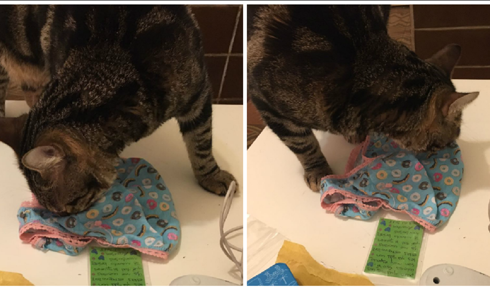 $!Gato bragas código nuevo