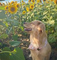 Los perros tendrán medicamentos antienvejecimiento antes que los humanos