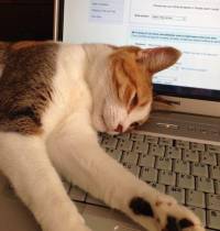 La razón científica por la que tu gato siempre quiere estar encima de tu teclado