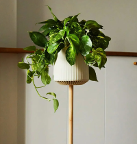 La planta que purifica tu casa 30 veces más que las demás