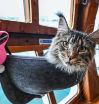 El crucero definitivo para amantes de los gatos: a bordo del ‘Meow Meow Cruise’