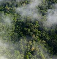 El experimento del Amazonas que podría salvar el planeta