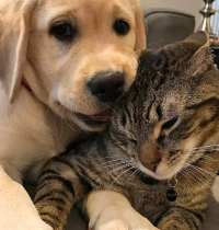 Las mascotas son preciosas pero también dejan mucho pelo por la casa