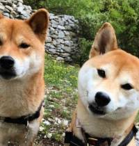 shibainu criaderos