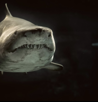 El calentamiento global podría hacer que los tiburones pierdan sus dientes