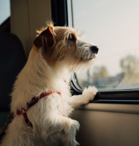 Ya puedes viajar con perros de hasta 40 kilos en cualquier tren de Renfe