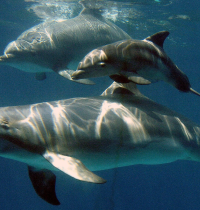 Los animales salvajes se mueven cada vez menos