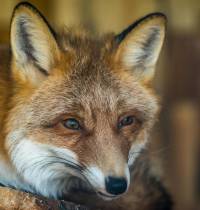 Los animales temen más la voz humana que el rugido de un león