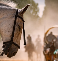 Siguen muriendo caballos por agotamiento en El Rocío