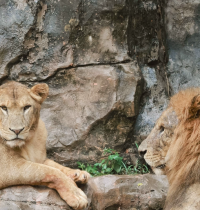 Un zoo danés quiere alimentar a sus animales con mascotas