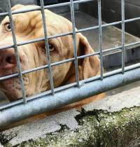 El grupo animalista Abeiro lleva a juicio el sacrificio de Gosu