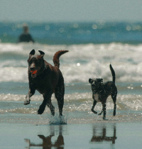 La presión ciudadana hace que cada vez haya más playas dog friendly en España