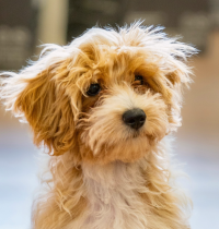 Tu perro vale lo mismo que una maleta para la justicia europea