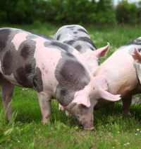 De la granja a tu hogar: ¿qué beneficios tiene el biometano para los consumidores?