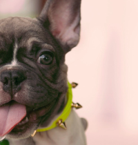 Uglycore dog o por qué nos hemos enamorado tanto de los perros feos