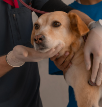 Este año puedes deducirte hasta 100 euros en la Renta por tus gastos veterinarios