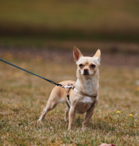 Italia propone un impuesto a los perros de los turistas