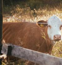 Dinamarca propone un impuesto a los pedos de las vacas