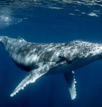 Los Maoríes quieren que se reconozca a las ballenas como sujeto de derecho