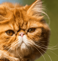 Las tres razas de gato que ni los veterinarios quieren en su casa