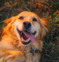 Estas son las tres razas de perro más cariñosas