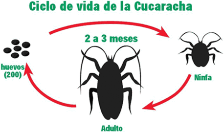 $!Sobrevivir al verano con 'katsaridafobia': cómo es sufrir terror extremo a las cucarachas