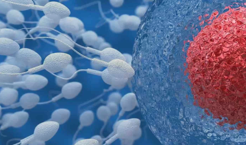 Un estudio halla microplásticos tanto en el semen como en los ovarios