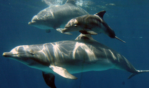Los animales salvajes se mueven cada vez menos