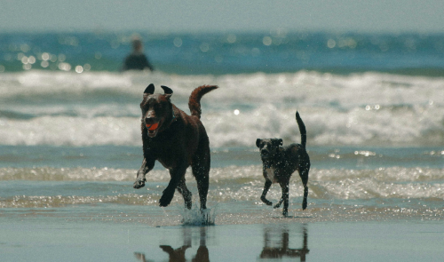 La presión ciudadana hace que cada vez haya más playas dog friendly en España