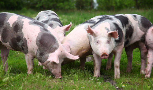 De la granja a tu hogar: ¿qué beneficios tiene el biometano para los consumidores?