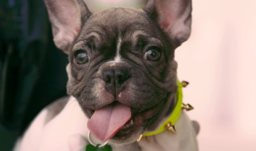 Uglycore dog o por qué nos hemos enamorado tanto de los perros feos